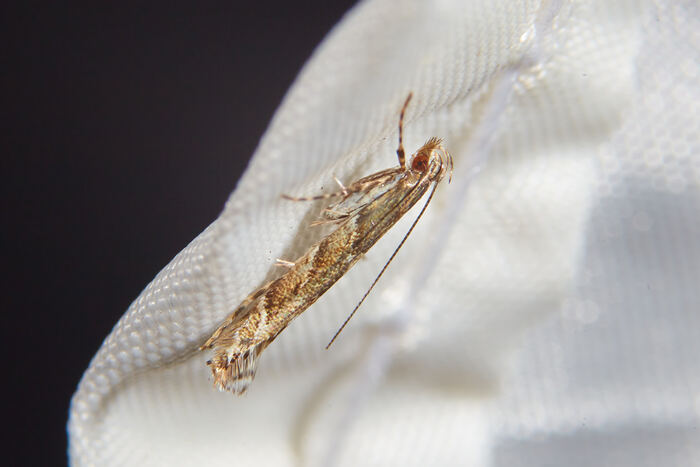 Acrocercops brongniardella (  )