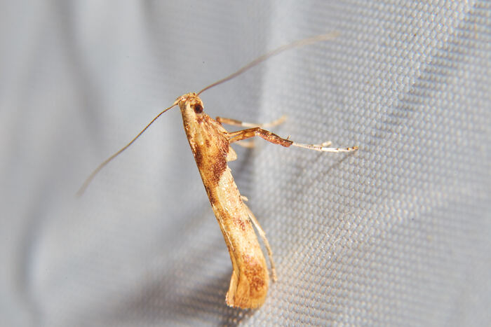 Caloptilia azaleella (  )