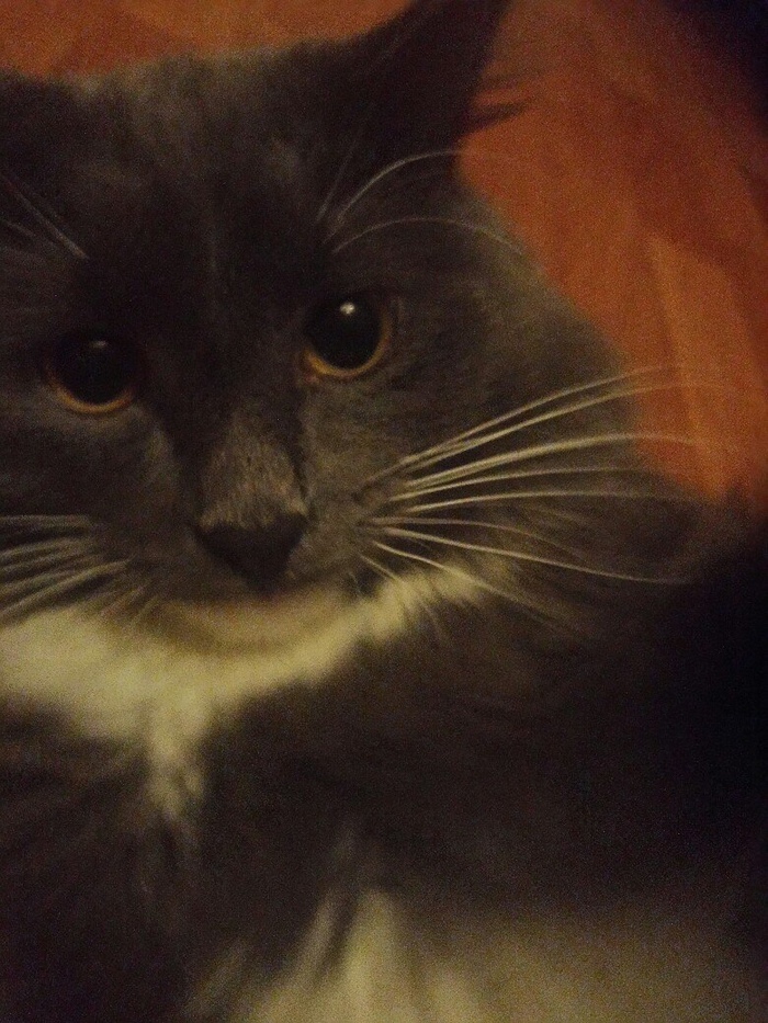 Помогите пожалуйста приютить кота... Кот, Домашние животные, Аллергия, Дети, Сила Пикабу, Приют для животных, Помощь, Пушистые, Передержка, Длиннопост