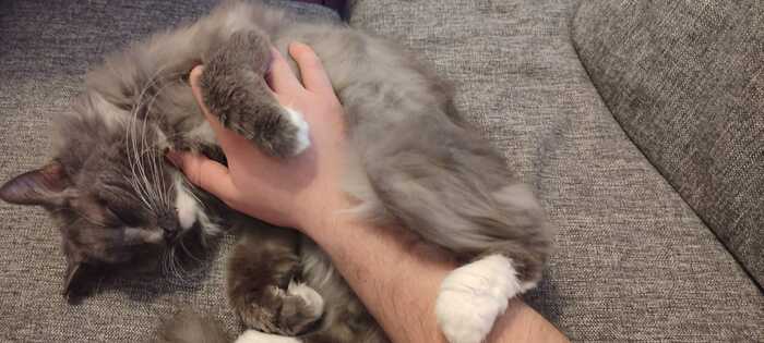 Помогите пожалуйста приютить кота... Кот, Домашние животные, Аллергия, Дети, Сила Пикабу, Приют для животных, Помощь, Пушистые, Передержка, Длиннопост