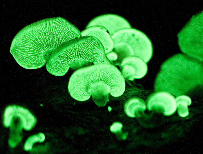 Panellus stipticus  ...