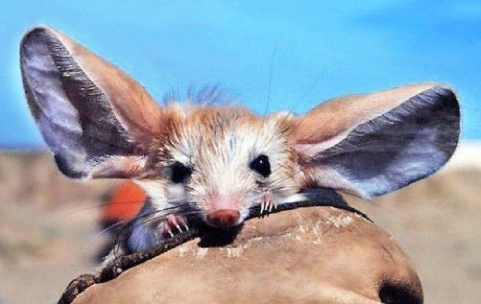 Бабушка, а для чего у тебя такие большие уши? Чтобы быстрее остывать, внучок!