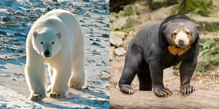 Слева — белый медведь. Крупнейший представитель современных медведей. Справа — малайский медведь. Самый мелкий медведь в мире. Как вы догадались, один живёт на Северном полюсе, другой — у самого экватора.