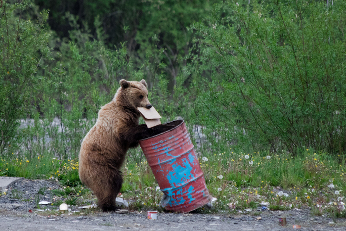 В почтовом ящике опять одни счета вместо еды...может, вернуться жить в лес?