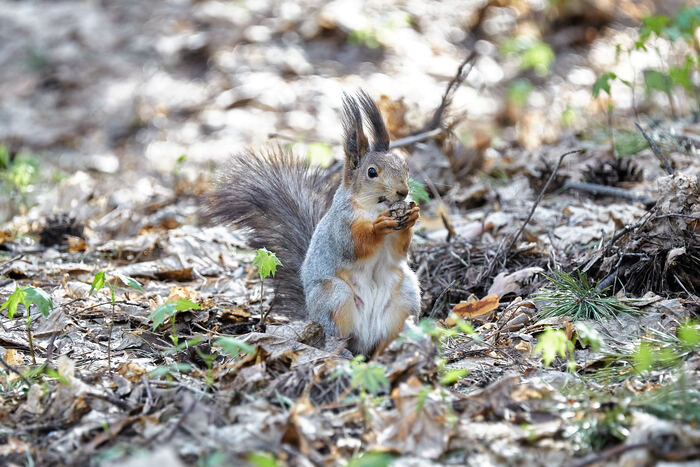   (Sciurus vulgaris)   ,    
