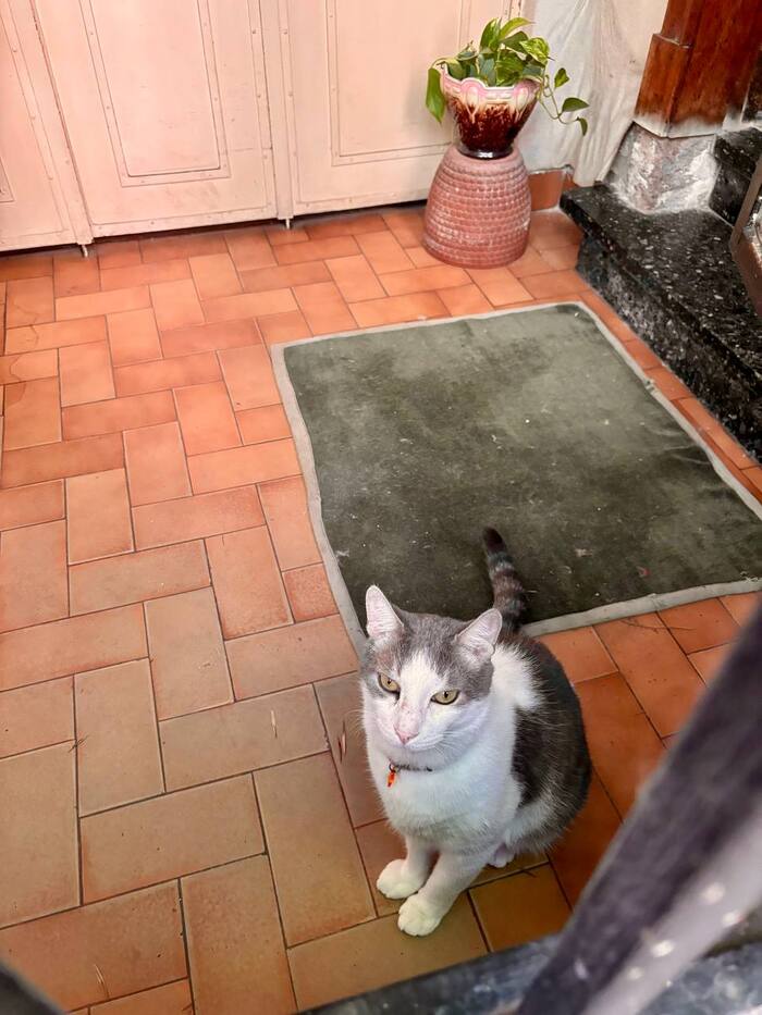 Настоящий клад и раритет — третий кот за всё время жизни, которого я увидела. Остальные 2 были далеко и на балконе