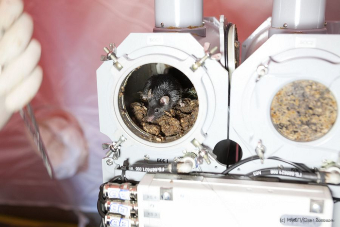 Да, тесновато тут у вас. Зато в космос слетаю!