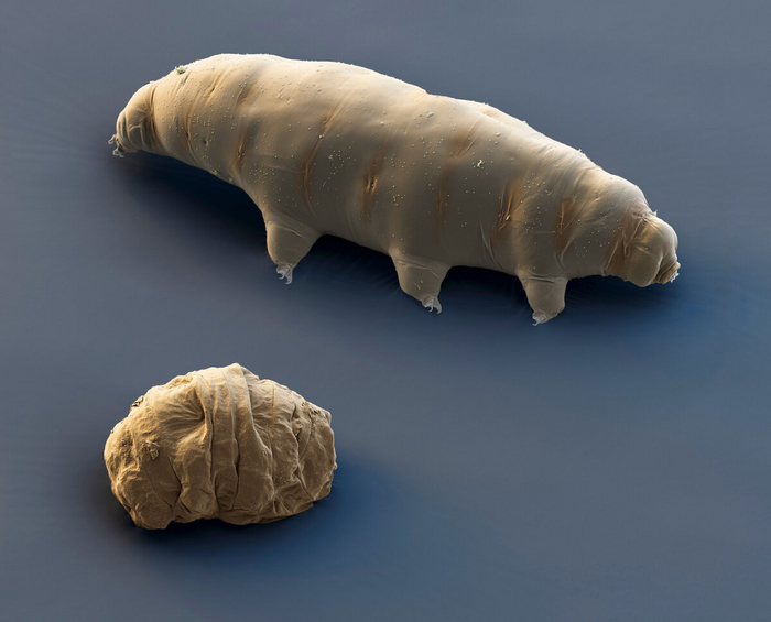 Тихоходка и <!--noindex--><a href="https://pikabu.ru/story/mifyi_i_pravda_o_neuyazvimom_sushchestve_chto_budet_esli_posmotret_na_tikhokhodku_bez_rozovyikh_ochkov_11351586?u=http%3A%2F%2F%D0%A2%D0%B8%D1%85%D0%BE%D1%85%D0%BE%D0%B4%D0%BA%D0%B0.zip&t=%D0%A2%D0%B8%D1%85%D0%BE%D1%85%D0%BE%D0%B4%D0%BA%D0%B0.zip&h=4e368143989683c152886f8850a642a0d2c2b722" title="http://Тихоходка.zip" target="_blank" rel="nofollow noopener">Тихоходка.zip</a><!--/noindex-->