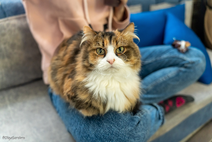 ���������� ������� ������� 