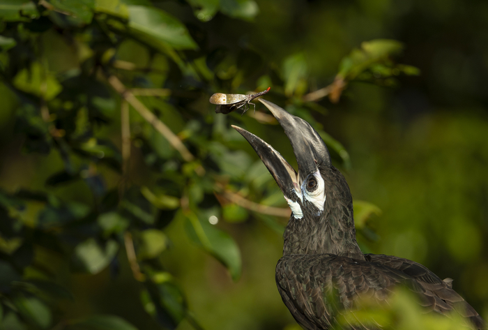 А этого насекомого подарю своей даме сердца. Чтобы строила лучше!