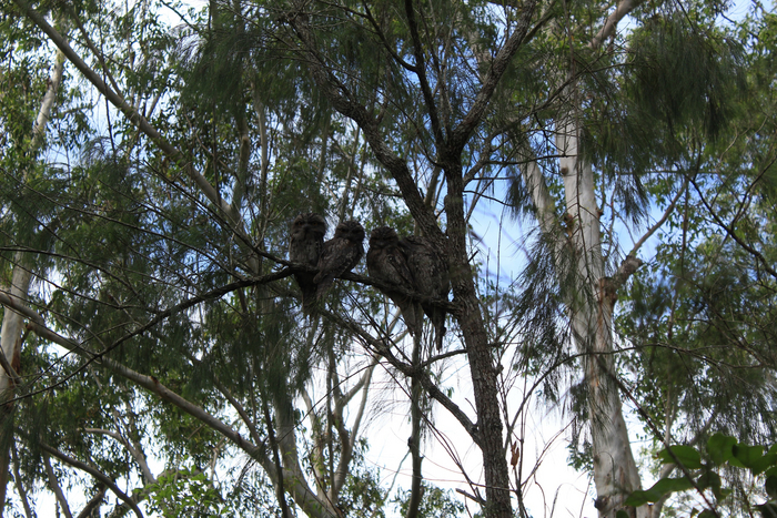 Местные совы