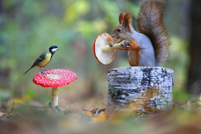Белочка-барыга предлагает отличное средство от диареи.