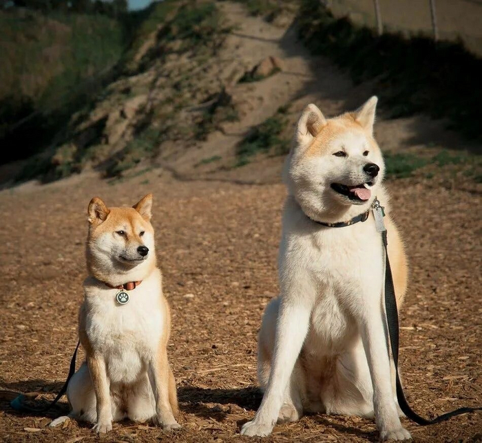 -    !    - ().         !