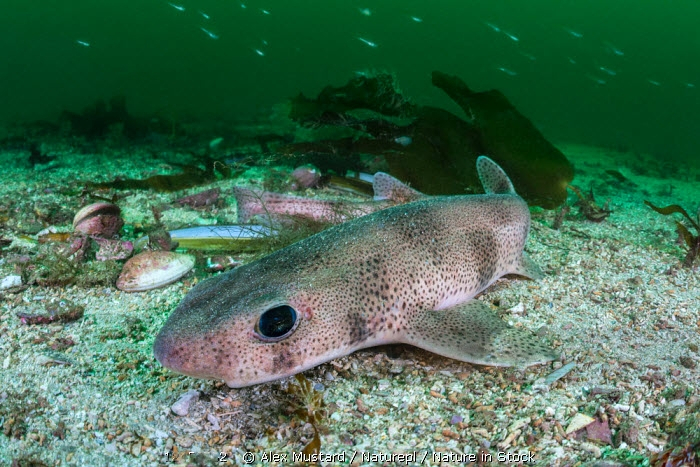 Так вот про какие чёрные глаза поётся в песне...