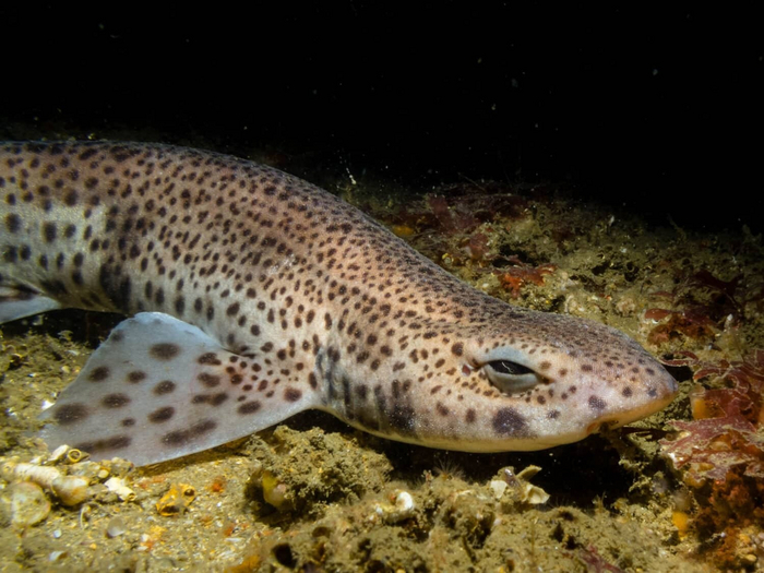 Наглядная демонстрация выражения: «поднять подняли, а разбудить забыли».