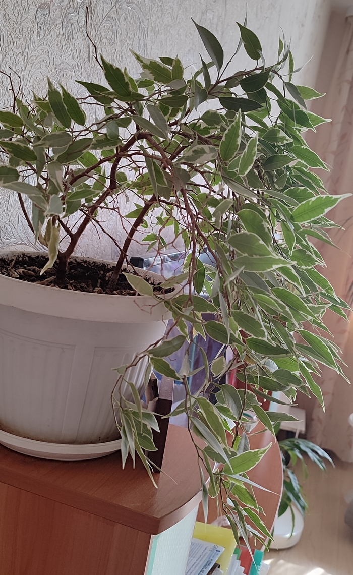 Фикус плакучий многострадальный