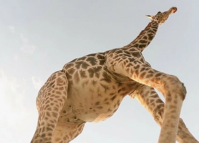 Жираф, вид снизу :D