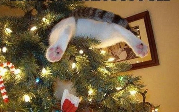 Не лезь, хозяин, у меня разговор с этим деревом тет-а-тет.