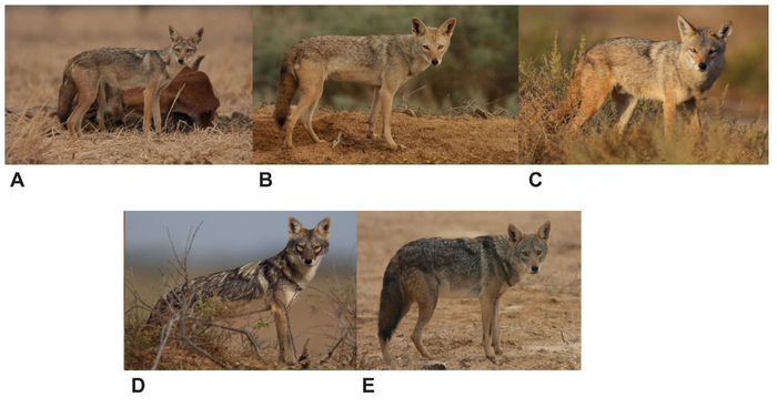 Все, кого вы видите на фото — это один и тот же вид!