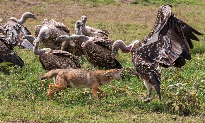 Да ты хоть знаешь, кто я такой?! С меня Анубиса рисовали!