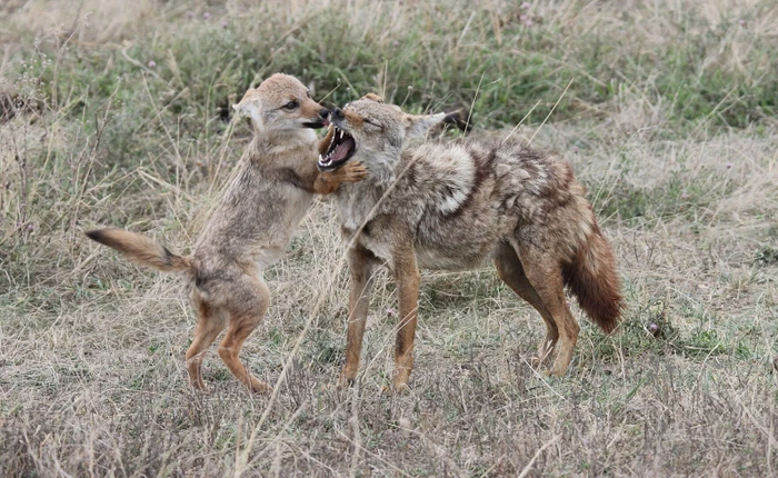 Даже оторванный от стаи щенок навсегда останется диким. Ауф!