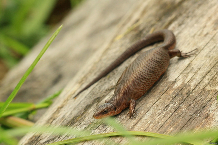 Живородящая ящерица вот-вот живородит.