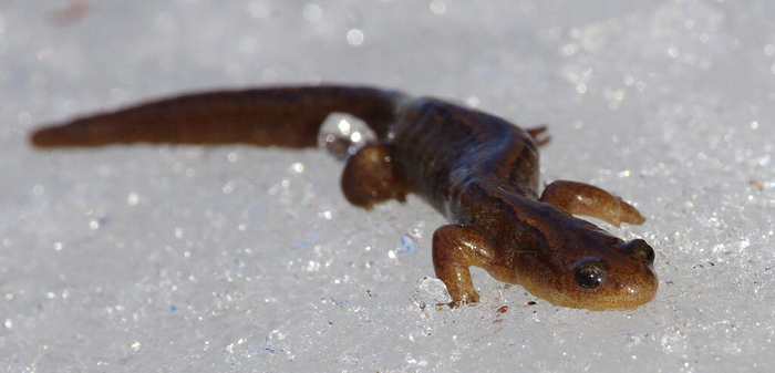 Даже в анабиоз углозуб впадает неохотно. Он сохраняет активность до -3°С!