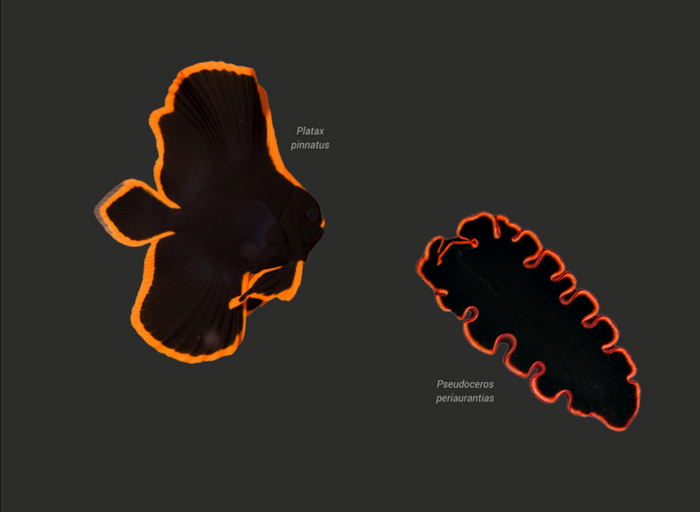 Отличная копия и вполне себе повторимый оригинал. Слева — наша рыба, справа — червь, которого она имитирует.