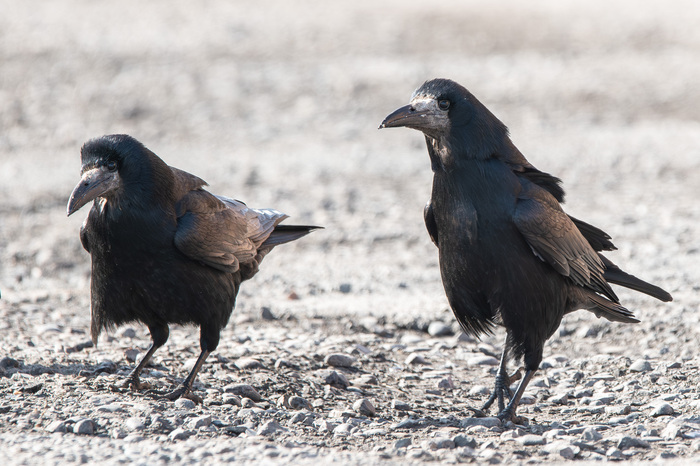 - Эх, подруга, а помнишь в XIX веке зажигали. Вот тогда чума была!