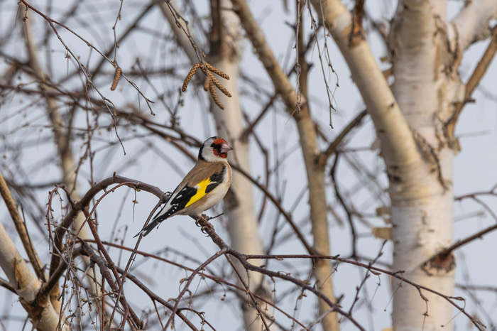И дежурный щегол. Смотрит. Как на щегла.