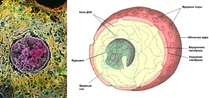 Ядро клетки, ядрышко и нити ДНК внутри него. Сканирующий электронный микроскоп.