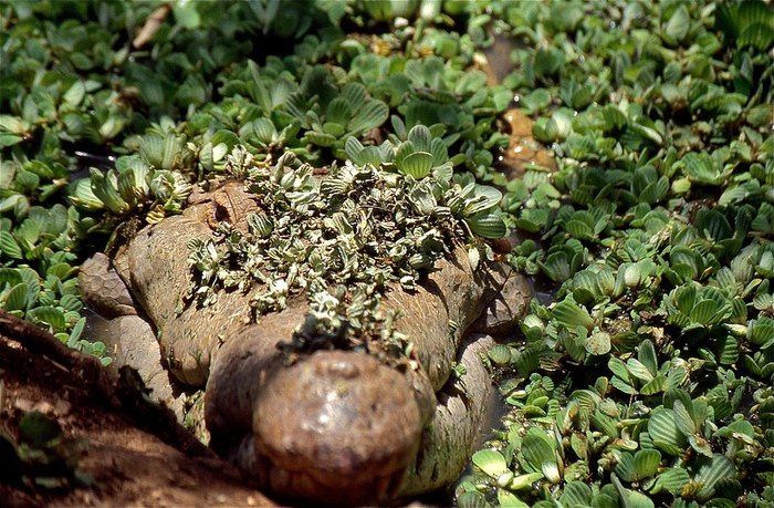 Пссс, фотограф. Охотники уже ушли?