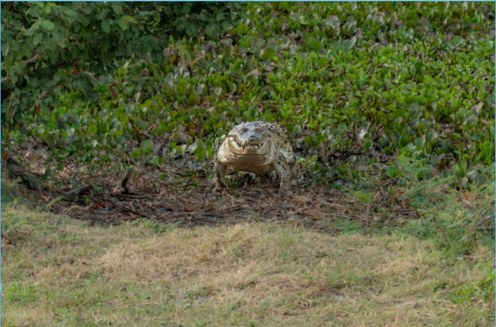 Вы только поглядите на эту милую улыбчивую собаку! Жаль, что я не могу рассмотреть её получше, забыл очки дома.