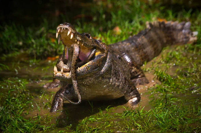 Если бы рептилии писали сказку про Колобка... (Фото: Андрей Каменев)