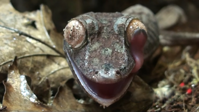 Друг: Смотри, я языком до носа дотянуться могу. Я: Смотри, что могу я.