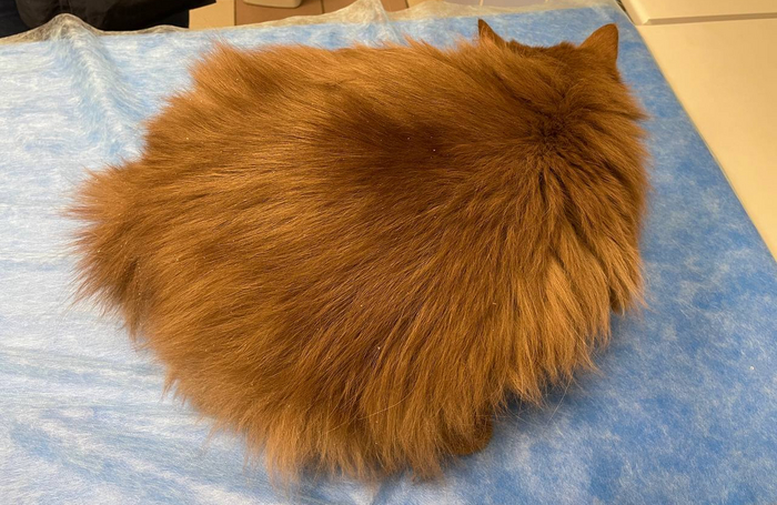 ����� 10 �� ��������.