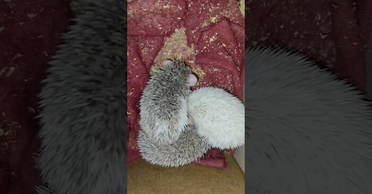 Милая ежиная семейка | Пикабу