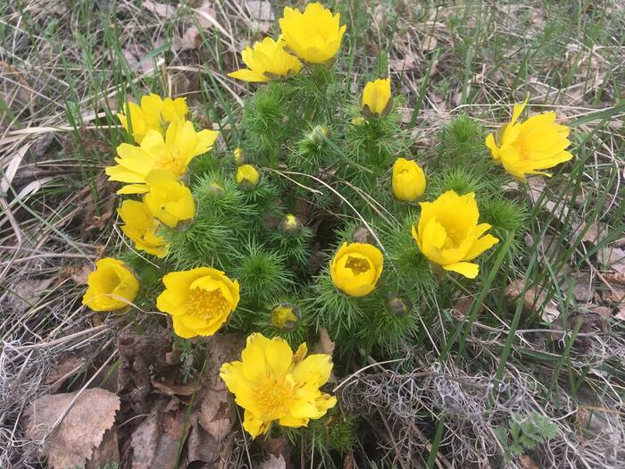 Адонис весенний (Adonis vernolis)