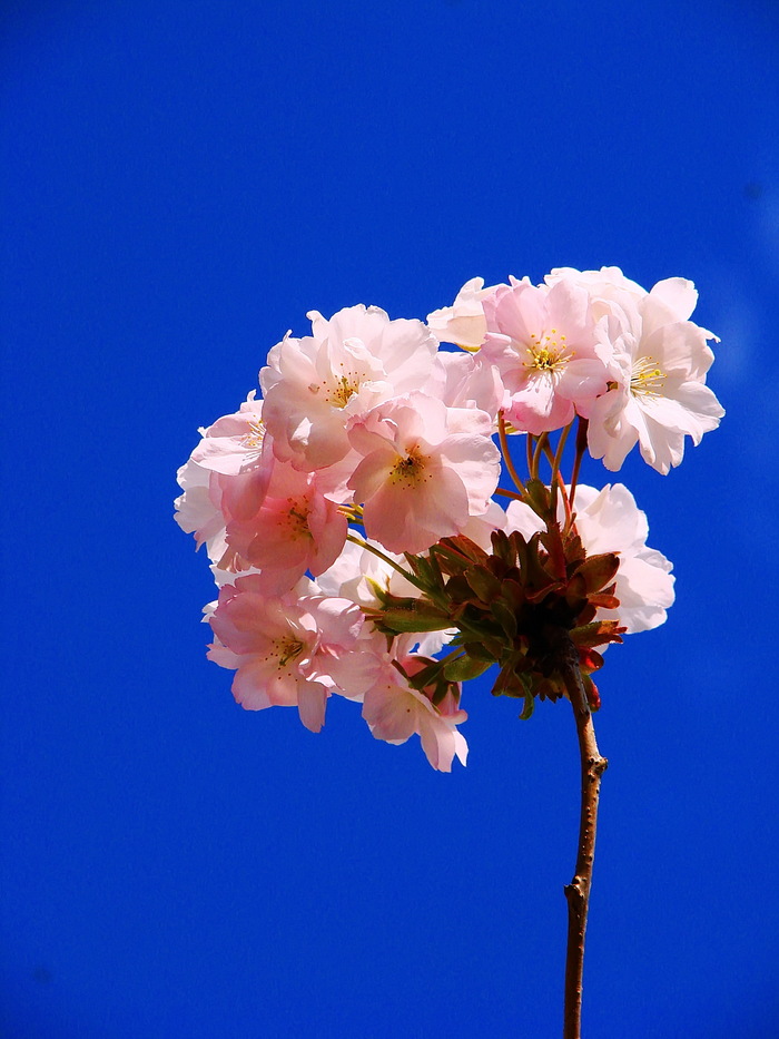 Когда-то её малышкой( ну как малышкой - двухметровым саженцем) мне подарил отец. Его нет уже десять лет, а она живой памятью цветёт каждую весну так пышно и жизнерадостно!