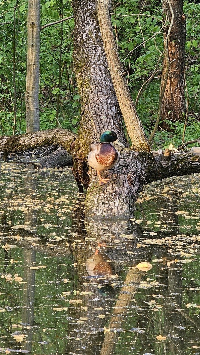 Бобр Курва Переделкино 30.04.2024
