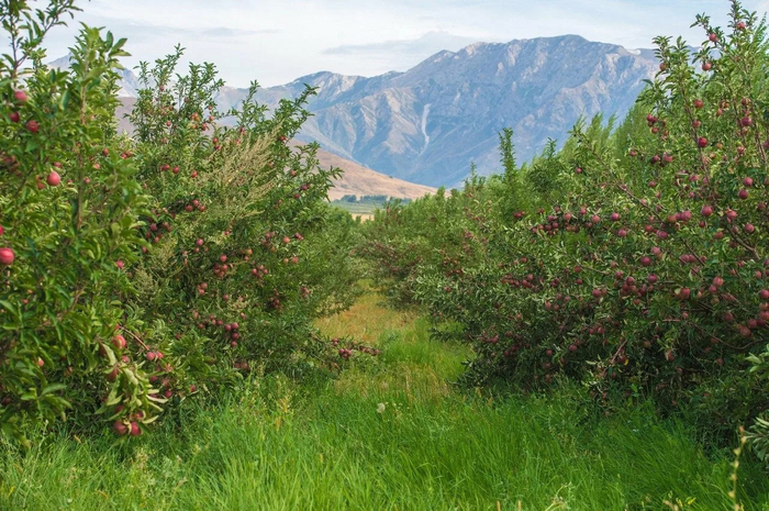 (    - <!--noindex--><a href="https://pikabu.ru/story/sporim_u_vas_v_kholodilnike_lezhit_kusochek_almatyi_11369016?u=https%3A%2F%2Fflectone.ru%2Fkazaxstanskiy-sad.html&t=https%3A%2F%2Fflectone.ru%2Fkazaxstanskiy-sad.html&h=94f54dc086691aaf924a9e1a53bcd7d753b2437e" title="https://flectone.ru/kazaxstanskiy-sad.html" target="_blank" rel="nofollow noopener">https://flectone.ru/kazaxstanskiy-sad.html</a><!--/noindex-->)