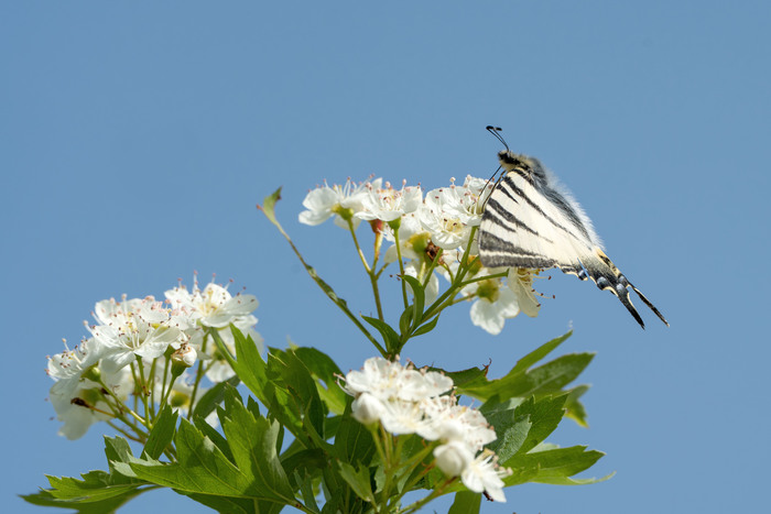 Камера Sony A7IV, объектив Sony 200-600mm.