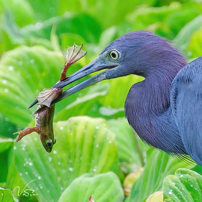 Egretta caerulea.