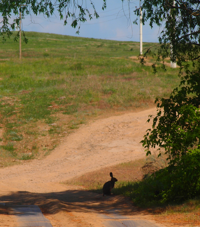 Зайчик серенький повстречался, прям мимо проскакал, не боялся меня!)