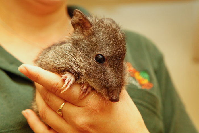 Когда мама приводит сватать сыночку-корзиночку к дочери своей подруги.