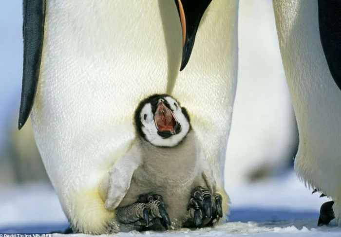 Когда папа уже пятый день кормит одной ухой.