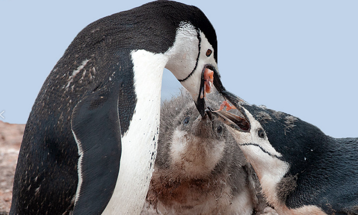 Приятного аппетита! И вам, и пингвинам.