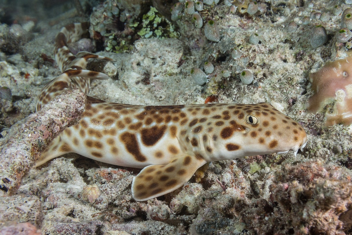 Размеры кошачьих акул относительно других акул очень скромные: максимальная длина — 1 метр.