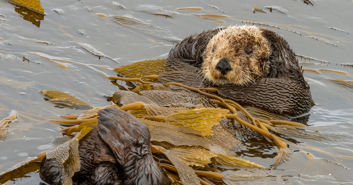 Colby Otter