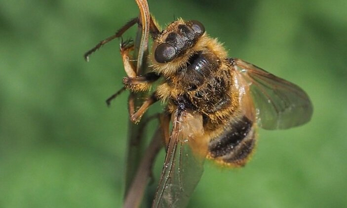   -     . .  -  .  <!--noindex--><a href="https://pikabu.ru/story/ovod_nasekomoe_kotoroe_ne_kusaetsya_no_mozhet_sdelat_bolnee_11375846?u=https%3A%2F%2Fwww.biolib.cz&t=https%3A%2F%2Fwww.biolib.cz&h=942be3369fda85786de747d1f40fa9247b4fc183" title="https://www.biolib.cz" target="_blank" rel="nofollow noopener">https://www.biolib.cz</a><!--/noindex-->